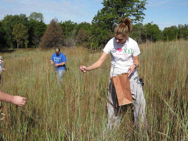 students collecting native grass seeds.