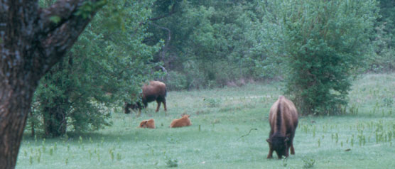 A herd of bison resting in a field