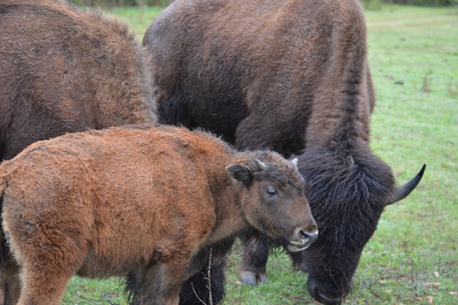 a closeup of bison cow and her calf