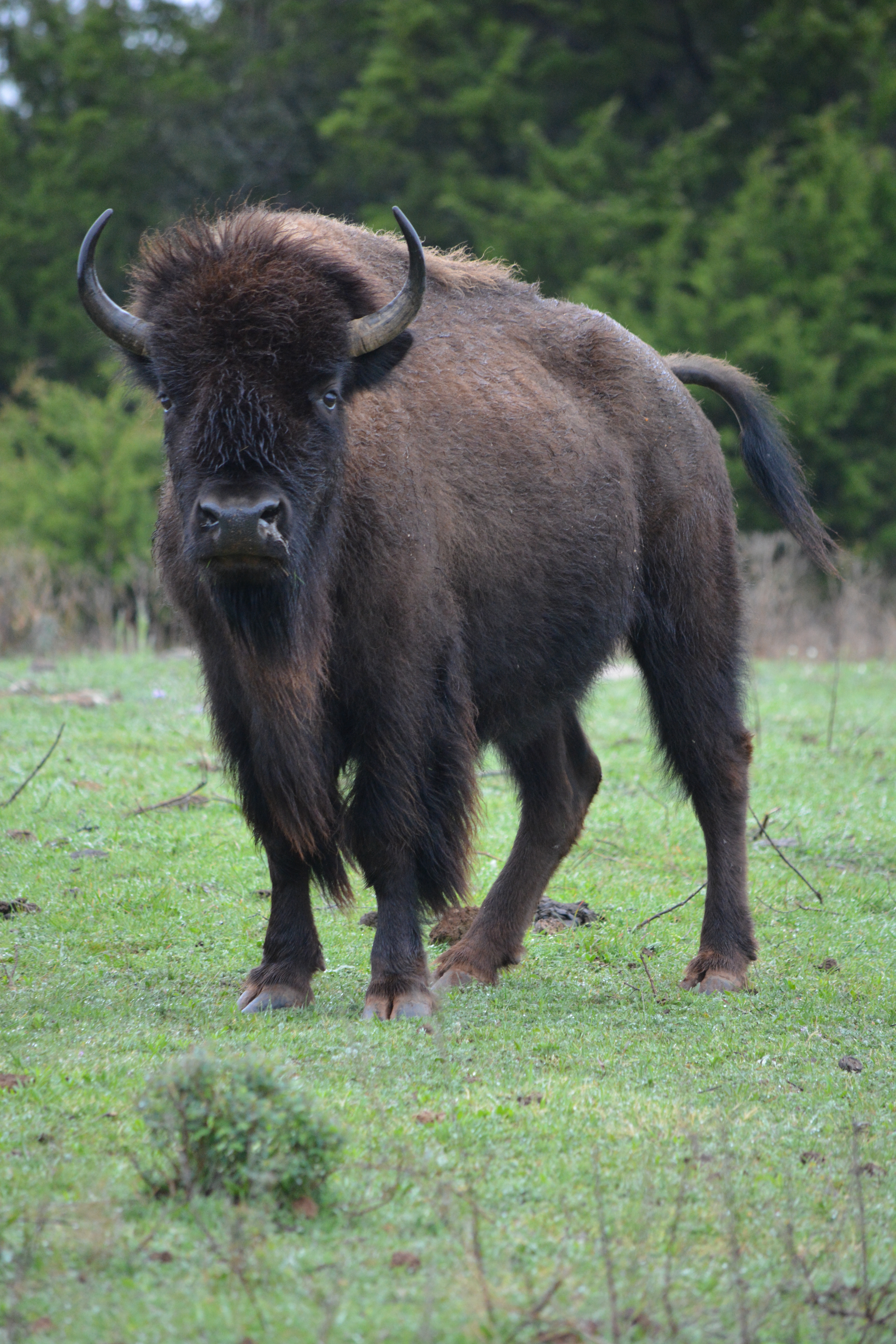 A bison with mucus running out of one nostril stands with its tail raised.