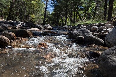 Close up of water in a stream with conifers on the stream banks.