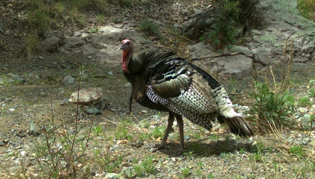 large male turkey with red head, brown and white wings, and tail.