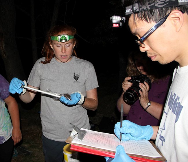 Woman in headlamp and NPS t-shirt holds a bat in a gloved hand. Another person writes on a clipboard as a third takes photos.