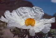The prickly poppy is one of the most conspicuous wildflowers around - with large white petals and an eye-popping yellow center.  It's leaves and stems are covered with sharp bristles, and it is often found along roadsides.