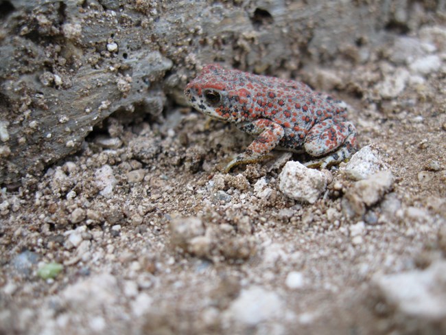 Toad with red bumpy spots all over it.