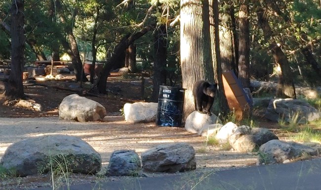 bear in front of campground trash can under trees