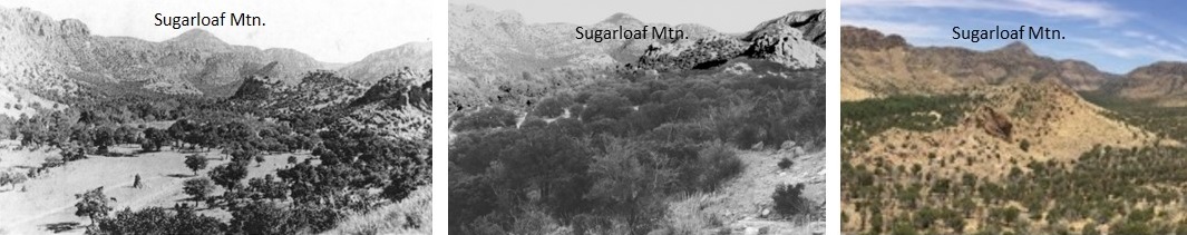 three photos: sparse vegetation in canyon; canyon full of vegetation; canyon still mostly full of vegetation