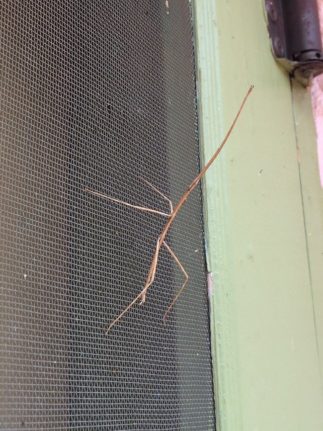 Walking stick insect on screen door.