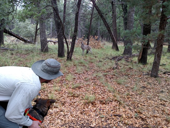 man holding dog watching a deer with oak trees and leaves on ground