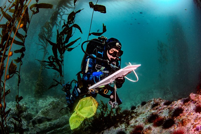 Diver in a blue wetsuit holds a white clipboard and a green net. They swim in a sparse kelp forest over red and purple urchins.