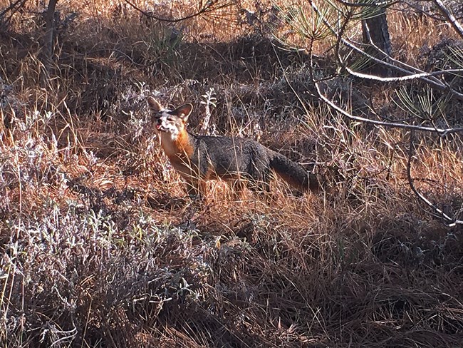 An island fox stands with it's tongue out