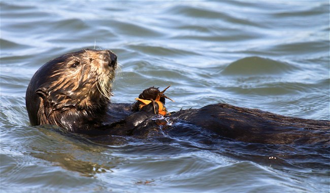 A southern sea otter enjoys an invasive exotic green crab in Moss Landing, California.