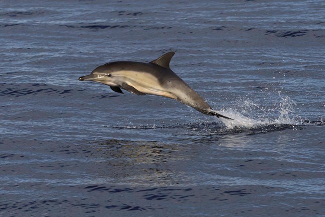 Dolphin with white sides jumping out of ocean.