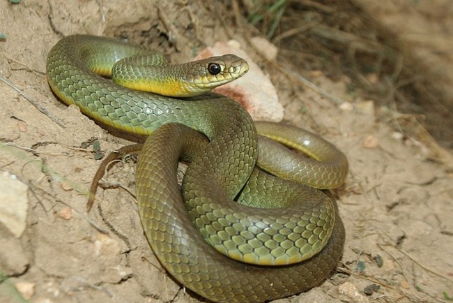 Yellowish green snake coiled up on dirt.