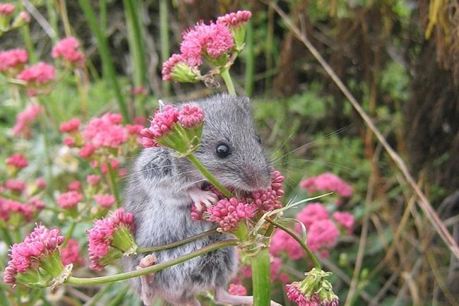 Grey mouse on pink flowers. ©Cathy Schwemm