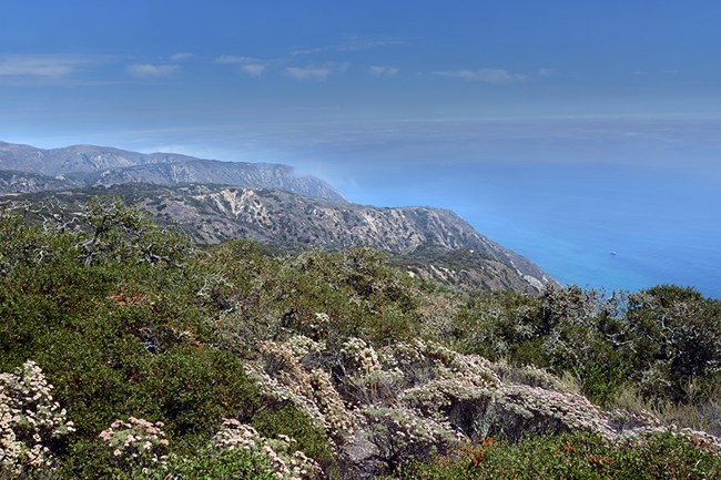 low plants on steep coastal bluffs