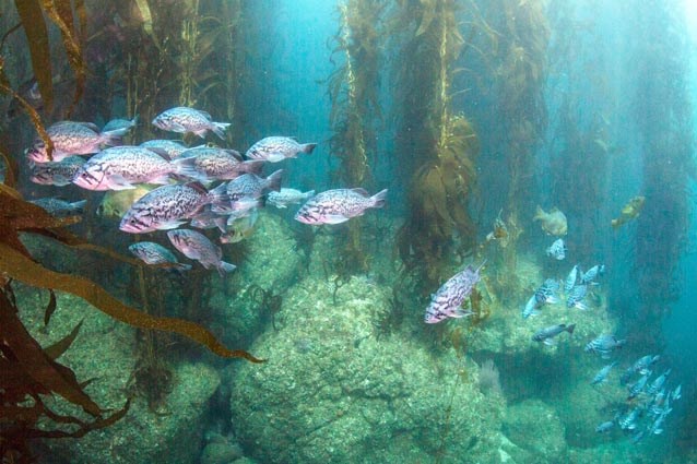 Rocky reef and kelp forest with a school of blue rockfish.