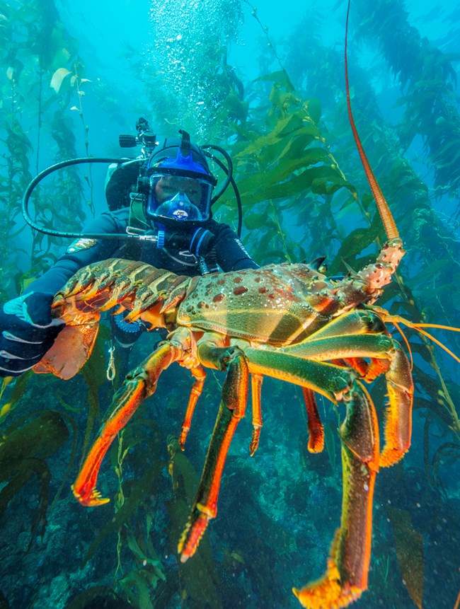 National Park Service diver holding out an enormous California spiny lobster
