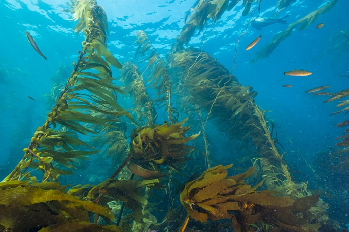 Kelp Forests - Channel Islands National Park (U.S. National Park Service)