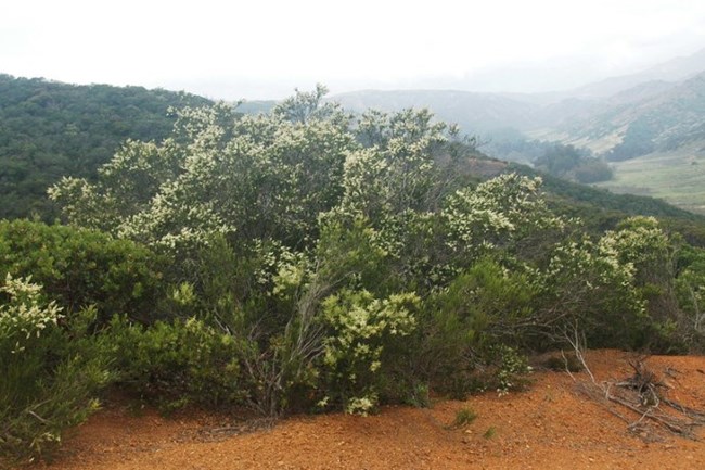 Chamise in flower on the hills of central Santa Cruz Island