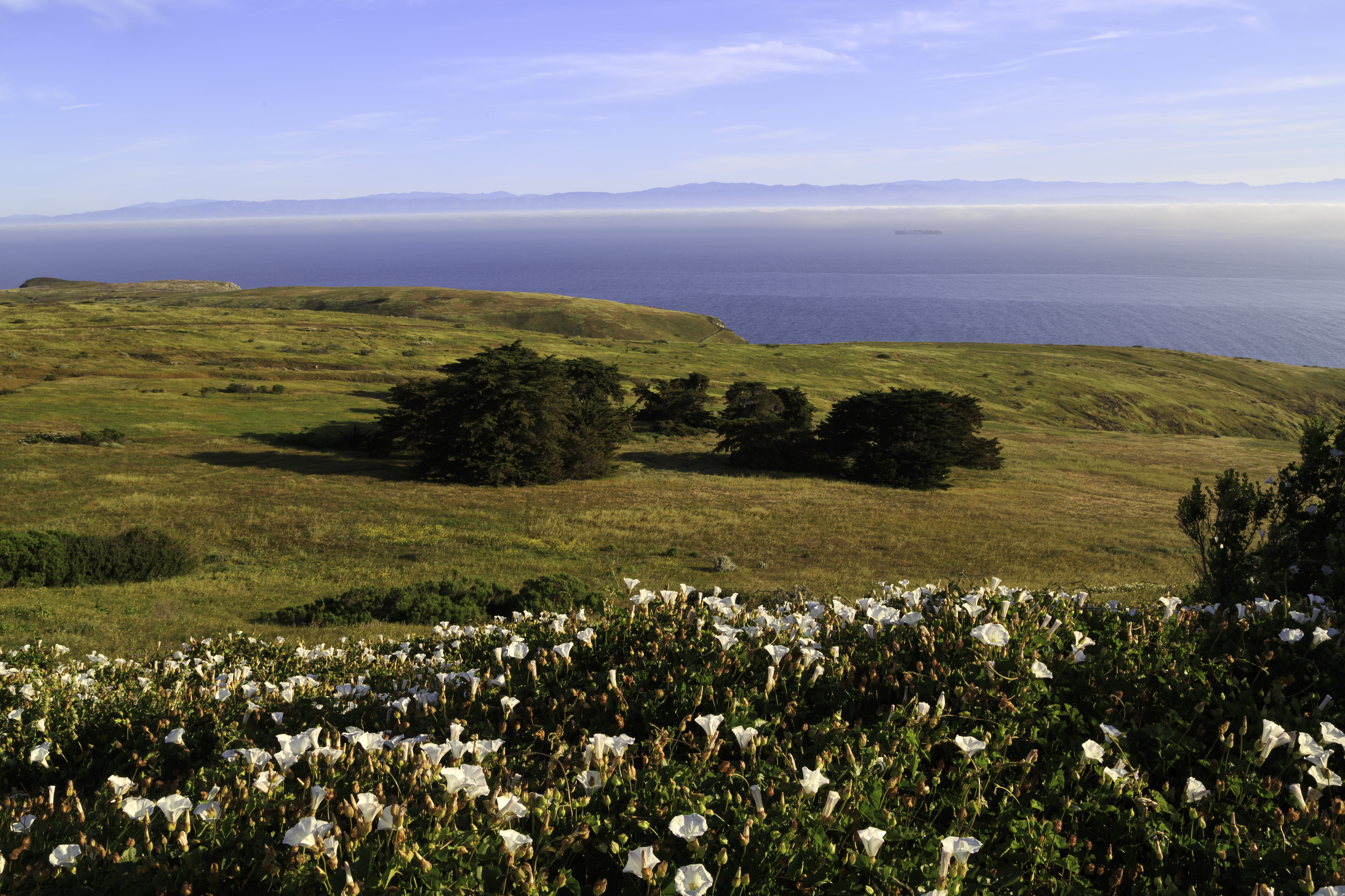 grove of trees on grassy coastal bluffs with flowers in foreground