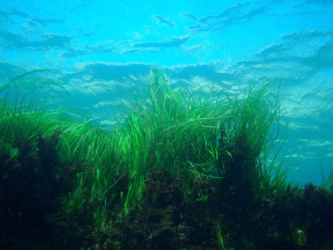 Seagrass swaying with the currents