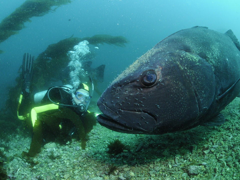 Diver face to face with an enormous black seabass