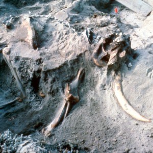 Fossilized pygmy mammoth skeleton