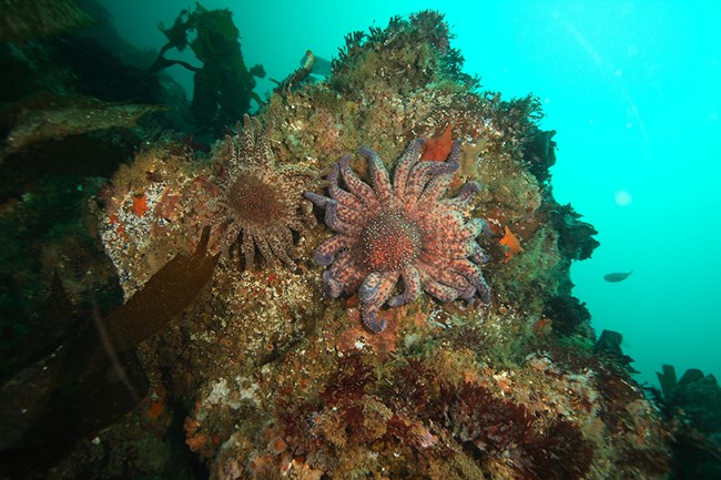 two large sea stars on rock