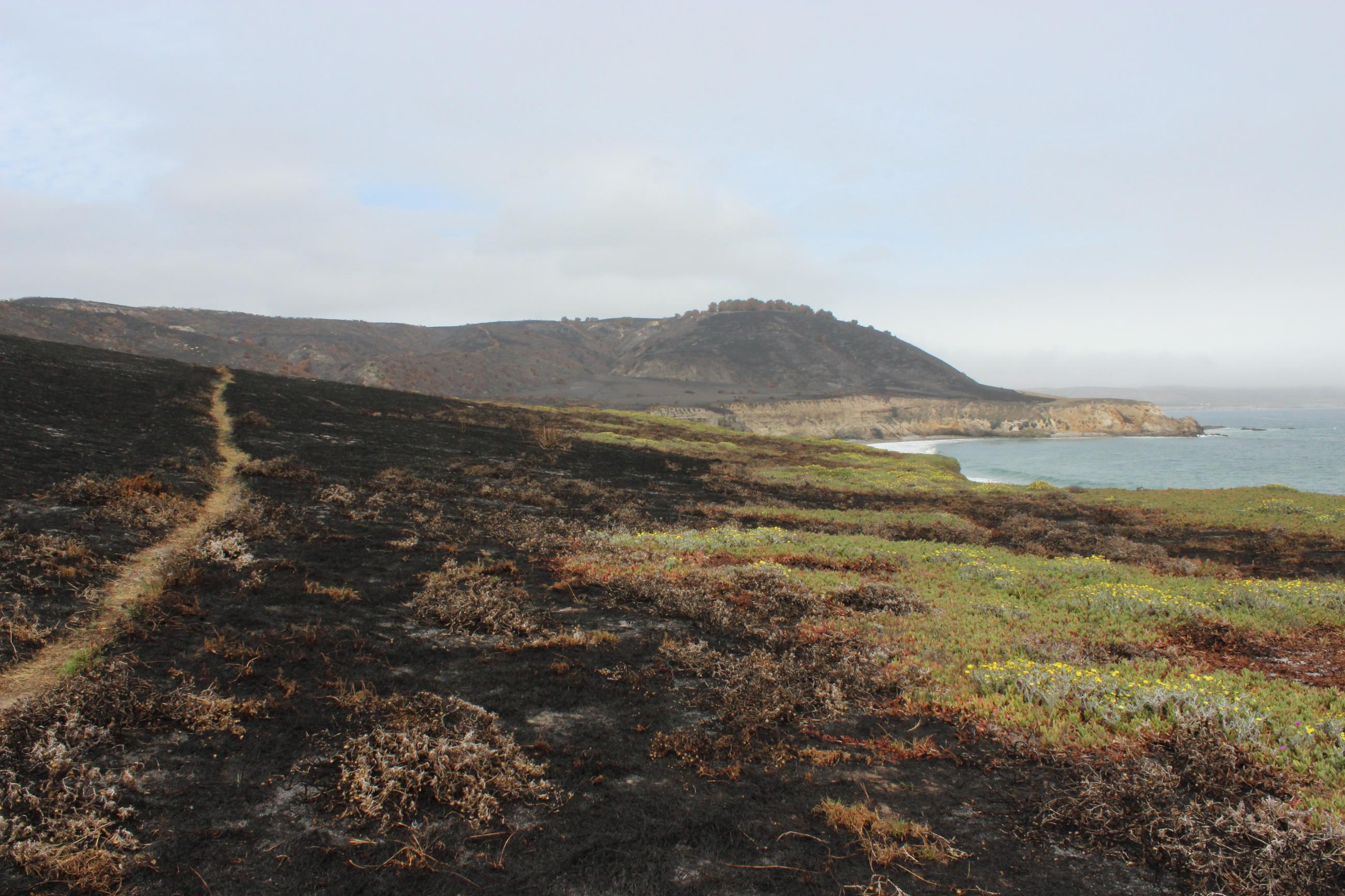 Trail passing along a partially burned area