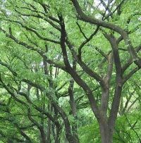 American elm trees in a forest.