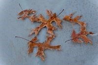 Brown oak tree leaves
