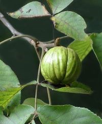 Hickory tree with Hickory nut.