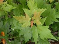 Green leaves with slight red of a Red Maple tree.