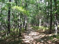 Saplings along a hiking trail in the woods.