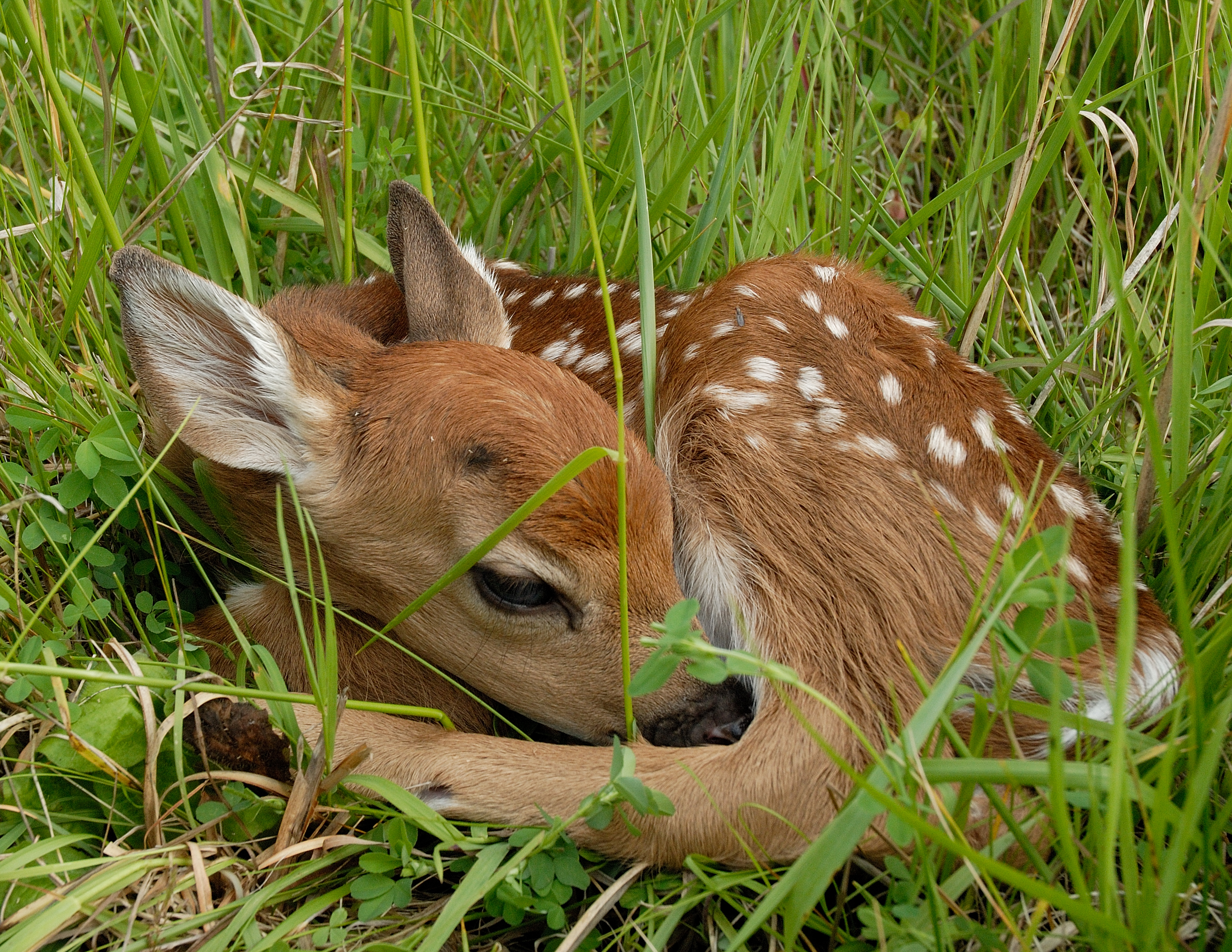 Deer Fawn