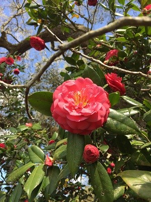 red/pink camellia