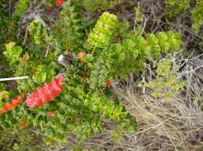 photo of Christmas Bush, which has pointed leaves like a holly, but is similar to poison ivy.