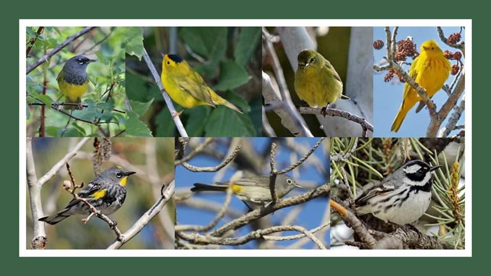 7th Annual Big Day Birding Blitz! City Of Rocks National Reserve (U.S