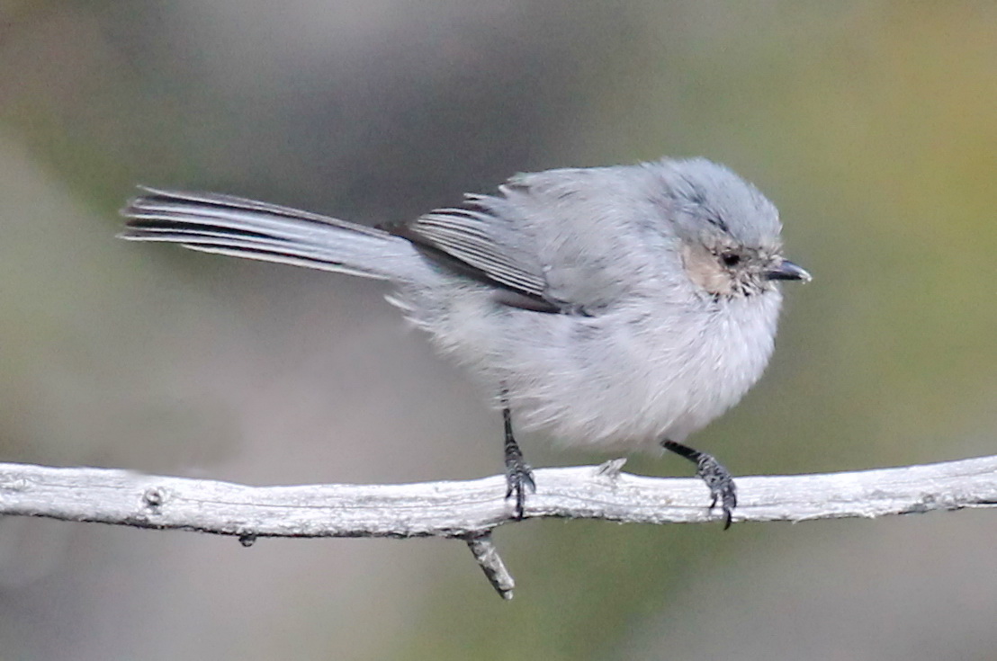 Bushtit perched in on a twig