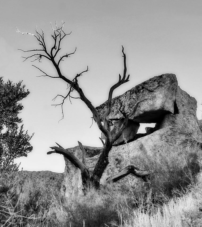 Black and white image of a dead tree near a granite formation in City of Rocks.