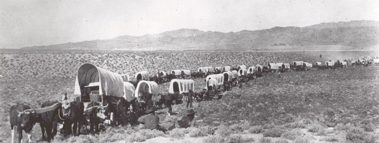 A historic photo of wagons on a trail.