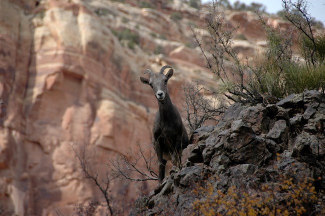 A desert bighorn ewe looks down from her perch on a rock.
