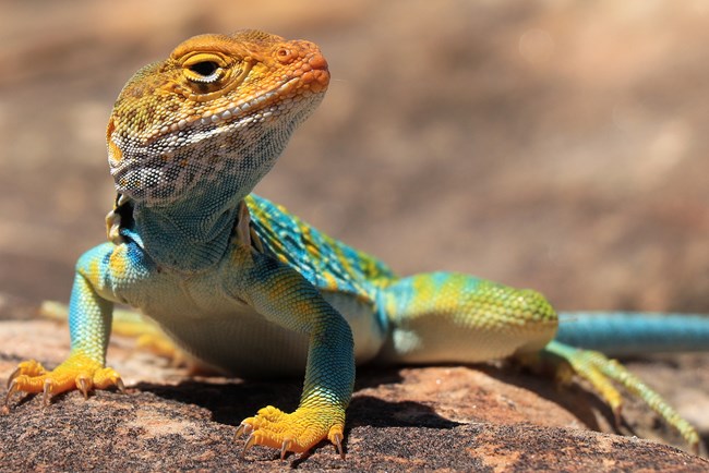 yellow headed lizard with turquoise body