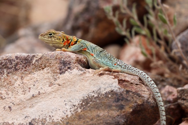 A pale green collared lizard with red spots on her side