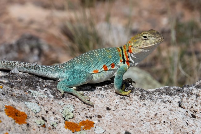 A colorful green and yellow lizard displaying red spots indicating she's carrying eggs.