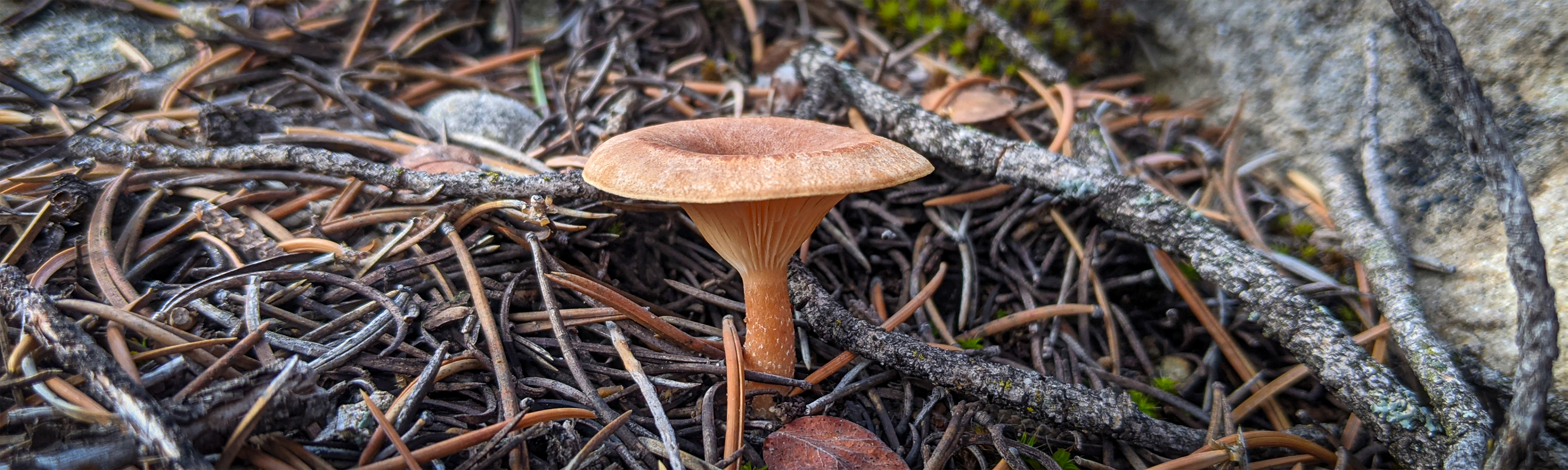 a single orange standard mushroom among dead pine needles and twigs