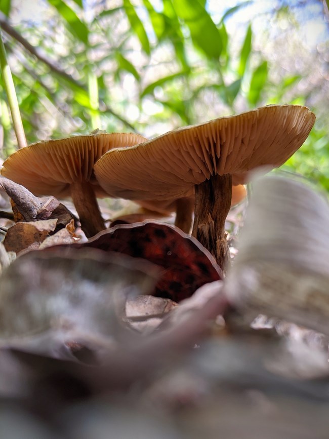 two mushrooms from underneath showing gills