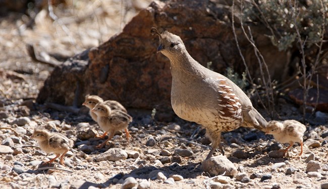 one adult quail with three chicks walking on dirt