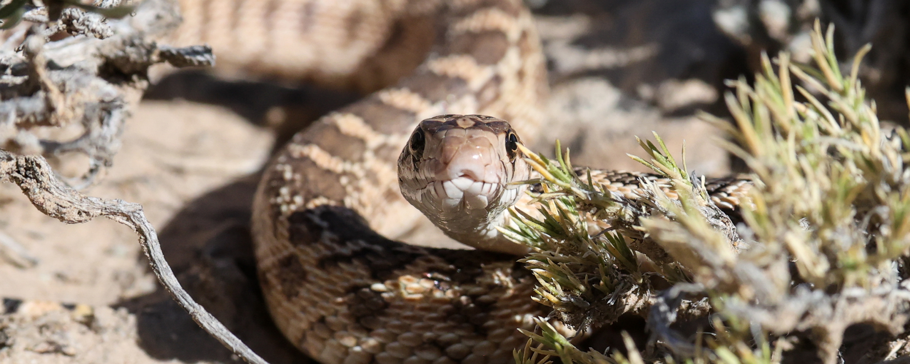 mottled snake points face directly